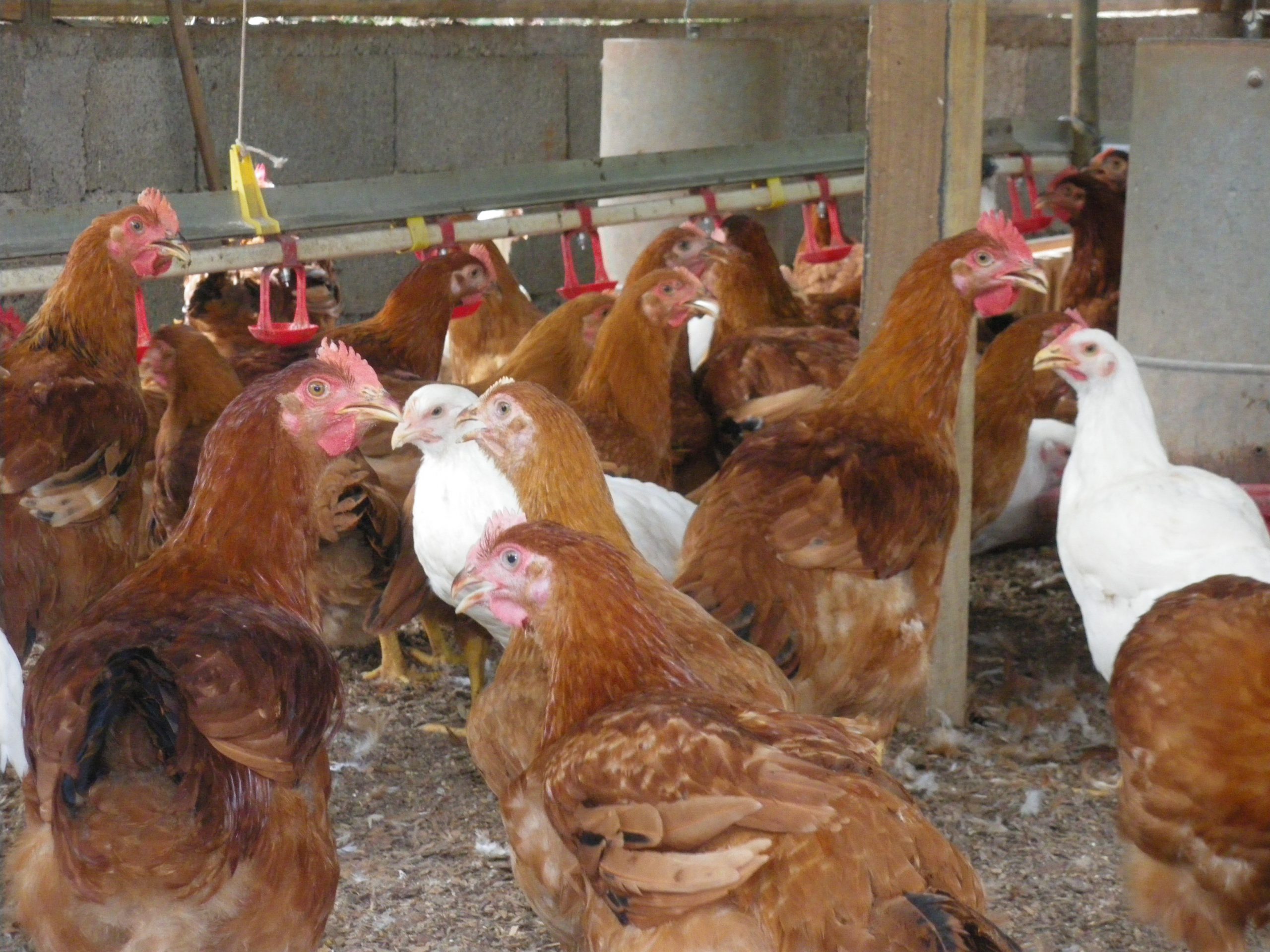 Vente de poulets de ferme