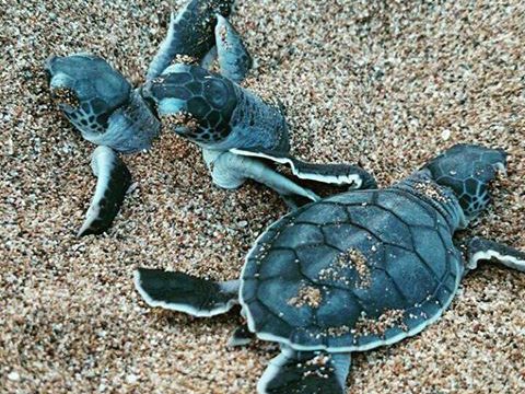 Les AcEMO s’engagent pour la préservation des tortues marines auprès de l’association Oulanga Na Nyamba